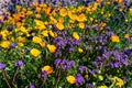 Scorpionweed and Mexican Gold Poppies