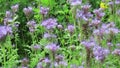 Scorpionweed phacelia field. Special flowers for honey bees and other insects