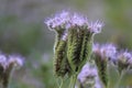 scorpionweed Royalty Free Stock Photo