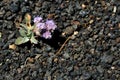 Scorpion weed Phacelia hastata in Craters of the Moon National, monument. Royalty Free Stock Photo