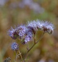 Scorpionweed Phacelia tanacetifolia