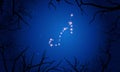 Scorpius constellation. Tree branches, starry sky Royalty Free Stock Photo