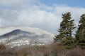 Scot pine in winter