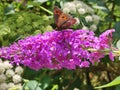 Scotch argus butterfly eating nectar of buddleia Royalty Free Stock Photo