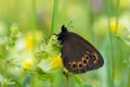 The Scotch argus Erebia aethiops found in meadows in Europe Royalty Free Stock Photo