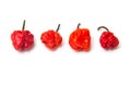 Scotch Bonnet Chili Peppers, Isolated Royalty Free Stock Photo