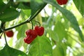 Scotch bonnet chilli pepper