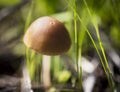 Scotch bonnet fairy ring mushroom, marasmius oreades Royalty Free Stock Photo