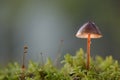 Scotch Bonnet (Marasmius oreades) in backlight