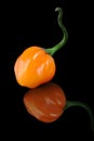 Scotch bonnet pepper