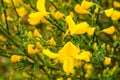 Scotch broom in blossom