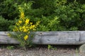 Scotch Broom Bush and Old Log Royalty Free Stock Photo