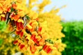 Scotch Broom Cytisus scoparius flowers Royalty Free Stock Photo