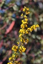 Scotch broom, or Cytisus scoparius flowers at springtime Royalty Free Stock Photo