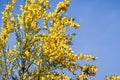 Scotch Broom; English Broom; Common Broom Cytisus scoparius, Sarothamnus scoparius in bloom; Santa Cruz Mountains, California Royalty Free Stock Photo