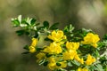 Scotch Broom; English Broom; Common Broom Cytisus scoparius, Sarothamnus scoparius blooming, California Royalty Free Stock Photo