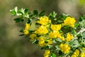 Scotch Broom; English Broom; Common Broom Cytisus scoparius, Sarothamnus scoparius blooming, California Royalty Free Stock Photo