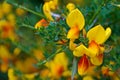 Scotch broom flowers blooming in Bariloche, Argentina