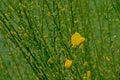 Scotch broom with flowers and buds close-up - Cytisus scoparius Royalty Free Stock Photo