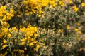 Scotch broom flowers and thorns