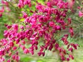 Scotch broom ornamental shrub Boskoop Ruby in full bloom Royalty Free Stock Photo