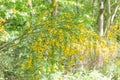 Common broom, Cytisus scoparius, yellow flowering Royalty Free Stock Photo