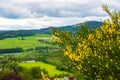 Scotch broom in Scotish landscape Royalty Free Stock Photo