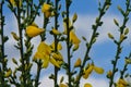 Scotch broomflowers close-up with blue sky background - Cytisus scoparius Royalty Free Stock Photo
