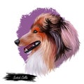 Scotch collie pet with long fur, furry domestic animal sticking out tongue pet hand drawn portrait. Graphic clip art