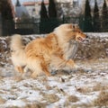 Scotch collie running in winter Royalty Free Stock Photo