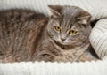 The Scotch Grey Cat is Lying in the Knitted White Sweater.Beautiful Look.Animal Fauna,