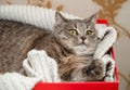 The Scotch Grey Cute Funny Cat is Lying in the Knitted White Swe