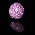 Scotch kale or purple cabbage isolated on a black background