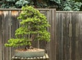 Scotch Pine Bonsai Royalty Free Stock Photo