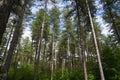 Scotch pine forest, Genk Belgium Royalty Free Stock Photo