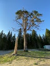 Scotch pine natural monument, Lakhdenpokhya village, Yakkima