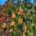 Scotch pine Pinus sylvestris male pollen flowers on a tree growing in a evergreen coniferous forest in Denmark. Flowers Royalty Free Stock Photo