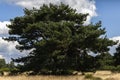 Scotch pine - Pinus sylvestris