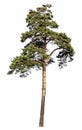 Scotch pine tree. Isolated on white background