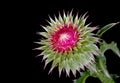 Scotch Thistle (Onopordum acanthium)