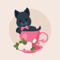 Scotchterrier in a tea