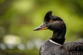 The scoter( Melanitta fusca) is a waterfowl of the family Anatidae Royalty Free Stock Photo