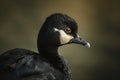 The scoter( Melanitta fusca) is a waterfowl of the family Anatidae Royalty Free Stock Photo