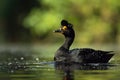 The scoter( Melanitta fusca) is a waterfowl of the family Anatidae Royalty Free Stock Photo