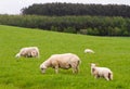 Scotish coast with sheeps in the fields Royalty Free Stock Photo