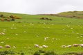 Scotish coast with sheeps in the fields Royalty Free Stock Photo