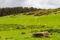 Scotish coast with sheeps in the fields Royalty Free Stock Photo