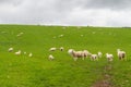 Scotish coast with sheeps in the fields Royalty Free Stock Photo