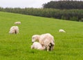 Scotish coast with sheeps in the fields Royalty Free Stock Photo