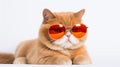 scotish fat cat with red sun glass